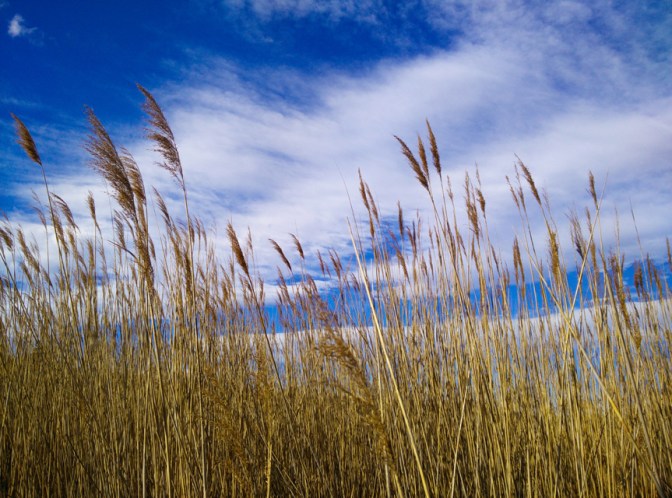 Joncols de l'estany gros