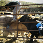 Esquellada de la Vaca de l’Albera