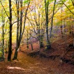 Tardor!? Ràpid!… on hi ha una fageda?