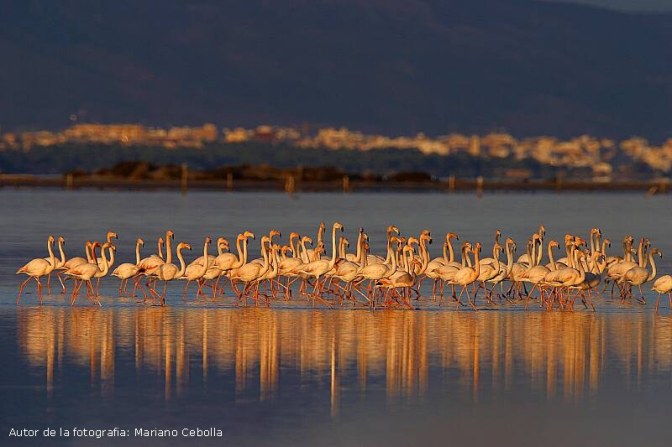 flamencs al delta